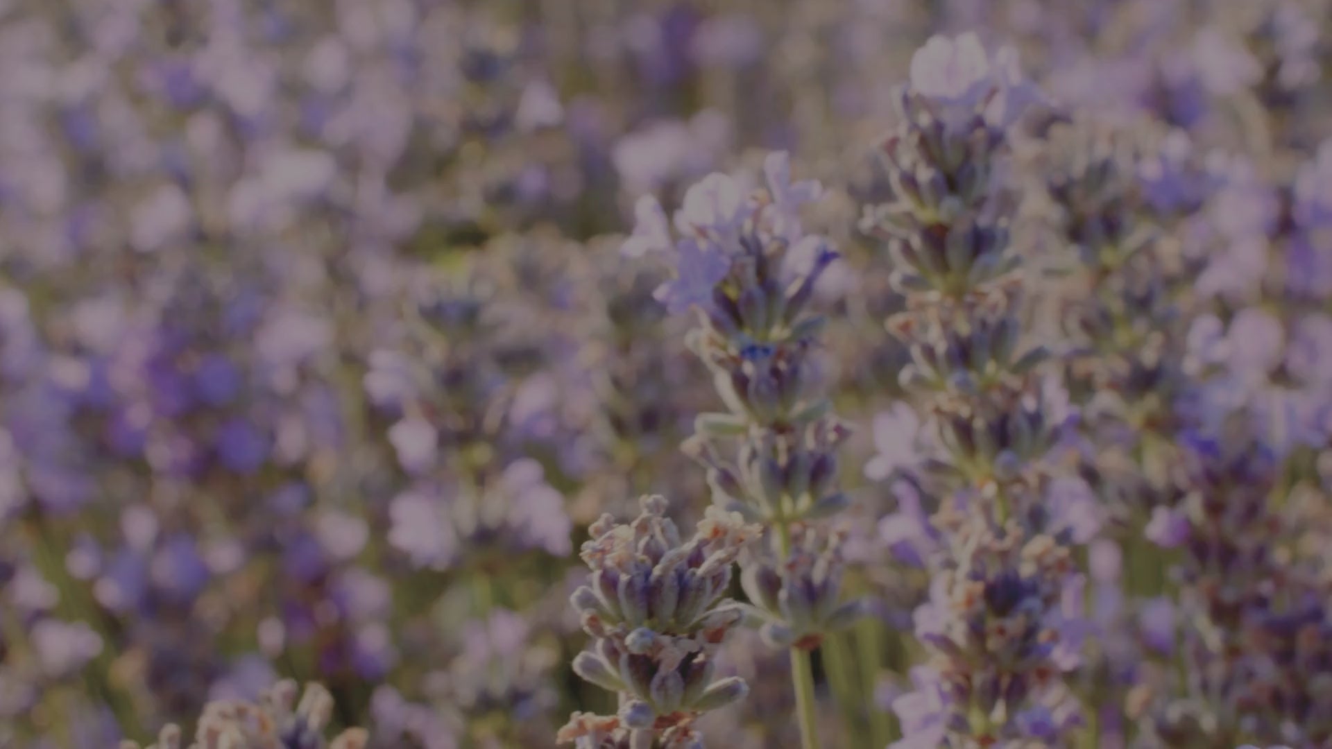 Vilhelmo levandos kolekcija – rankų darbo, natūrali, kosmetika su levandomis